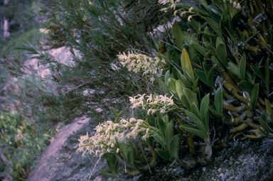 APII jpeg image of Dockrillia dolichophylla  © contact APII