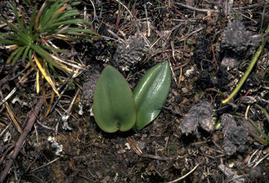 APII jpeg image of Spiculea ciliata  © contact APII