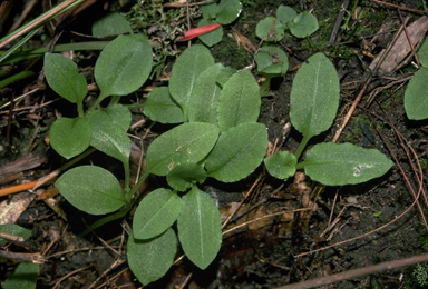 APII jpeg image of Pterostylis acuminata  © contact APII