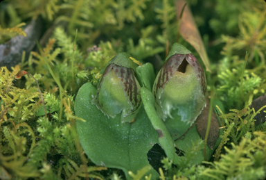 APII jpeg image of Corysanthes limpidus  © contact APII