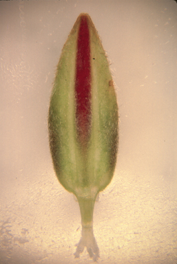 APII jpeg image of Pterostylis hispidula  © contact APII