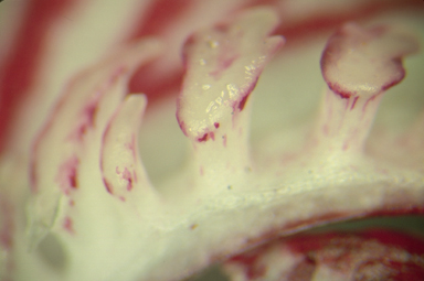 APII jpeg image of Jonesiopsis denticulata subsp. rubella  © contact APII