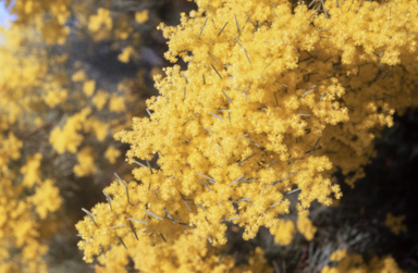 APII jpeg image of Acacia boormanii  © contact APII
