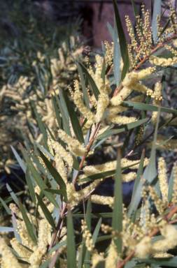 APII jpeg image of Acacia floribunda  © contact APII