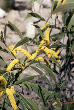 APII jpeg image of Acacia leiocalyx  © contact APII