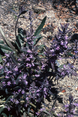 APII jpeg image of Ajuga australis  © contact APII