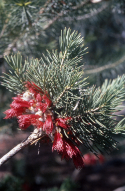 APII jpeg image of Calothamnus rupestris  © contact APII