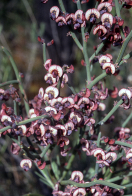 APII jpeg image of Darwinia brevifolia  © contact APII