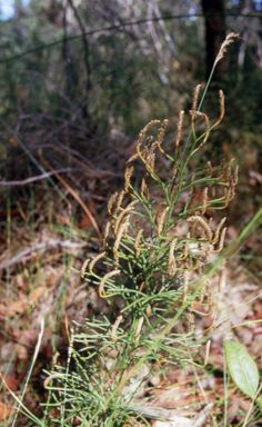 APII jpeg image of Huperzia deuterodensum  © contact APII