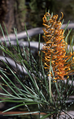APII jpeg image of Grevillea 'Honey Gem'  © contact APII