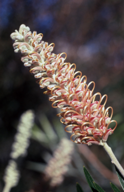 APII jpeg image of Grevillea 'Misty Pink'  © contact APII
