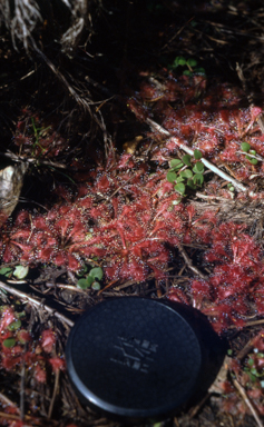 APII jpeg image of Drosera spathulata  © contact APII