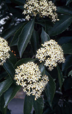 APII jpeg image of Auranticarpa rhombifolia  © contact APII
