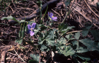 APII jpeg image of Erodium crinitum  © contact APII