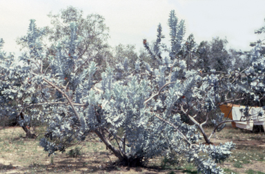 APII jpeg image of Eucalyptus macrocarpa  © contact APII