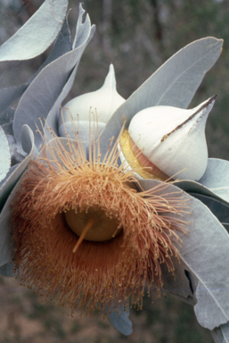 APII jpeg image of Eucalyptus macrocarpa  © contact APII