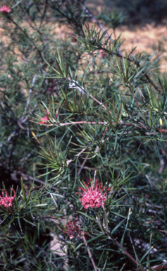 APII jpeg image of Grevillea confertifolia  © contact APII