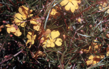 APII jpeg image of Hibbertia stellaris  © contact APII