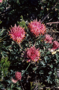 APII jpeg image of Isopogon dubius  © contact APII