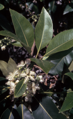 APII jpeg image of Lophostemon confertus  © contact APII