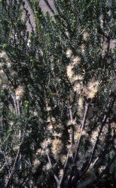 APII jpeg image of Melaleuca brevifolia  © contact APII