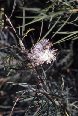 APII jpeg image of Melaleuca radula  © contact APII
