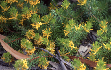 APII jpeg image of Persoonia chamaepitys  © contact APII