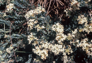APII jpeg image of Pimelea linifolia subsp. caesia  © contact APII