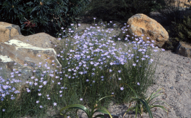 APII jpeg image of Wahlenbergia communis  © contact APII