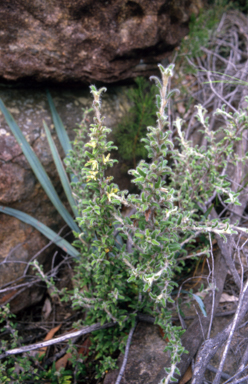 APII jpeg image of Xanthosia pilosa  © contact APII