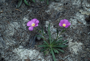 APII jpeg image of Calandrinia balonensis  © contact APII