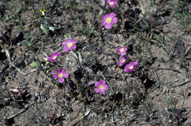 APII jpeg image of Calandrinia polyandra  © contact APII