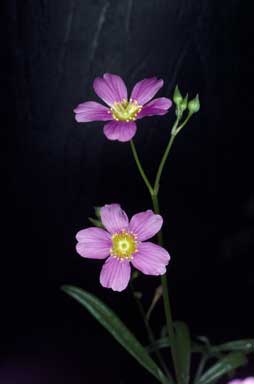 APII jpeg image of Calandrinia polyandra  © contact APII