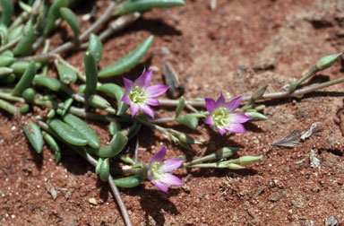 APII jpeg image of Calandrinia ptychosperma  © contact APII