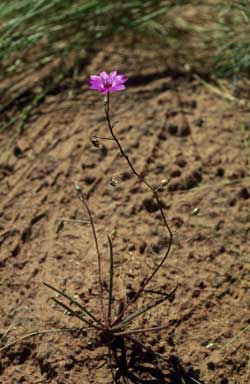 APII jpeg image of Calandrinia strophiolata  © contact APII