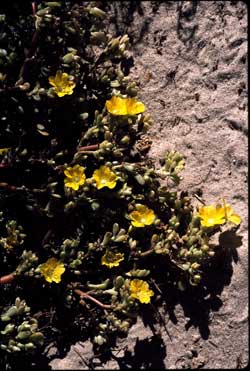 APII jpeg image of Portulaca intraterranea  © contact APII