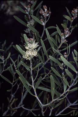 APII jpeg image of Hakea cygna subsp. cygna  © contact APII