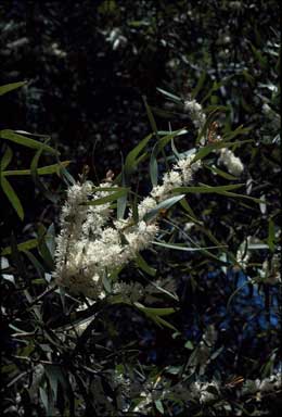 APII jpeg image of Hakea dactyloides  © contact APII