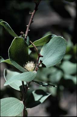 APII jpeg image of Hakea elliptica  © contact APII