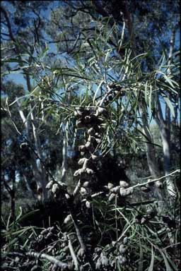 APII jpeg image of Hakea eriantha  © contact APII