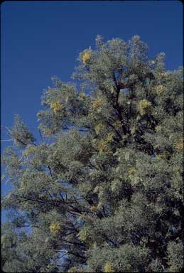 APII jpeg image of Hakea eyreana  © contact APII