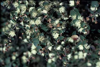 APII jpeg image of Hakea ferruginea  © contact APII