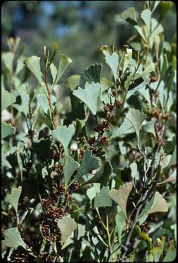 APII jpeg image of Hakea flabellifolia  © contact APII