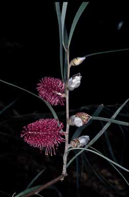 APII jpeg image of Hakea grammatophylla  © contact APII