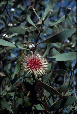 APII jpeg image of Hakea laurina  © contact APII