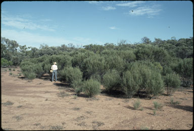 APII jpeg image of Hakea leucoptera  © contact APII