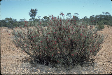 APII jpeg image of Hakea maconochieana  © contact APII