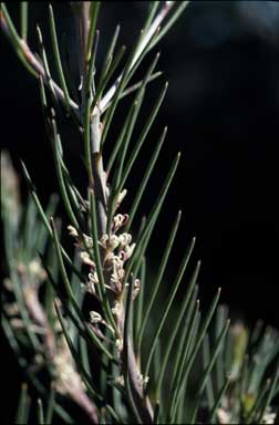 APII jpeg image of Hakea macrorrhyncha  © contact APII