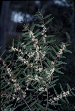 APII jpeg image of Hakea marginata  © contact APII