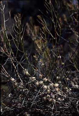 APII jpeg image of Hakea mitchellii  © contact APII